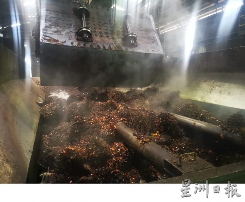 霹：2日见报／封底主文／它的诞生:油棕果提炼成油7步骤