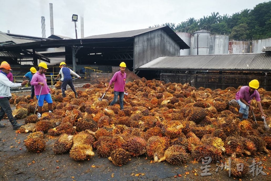 霹：2日见报／封底主文／它的诞生:油棕果提炼成油7步骤