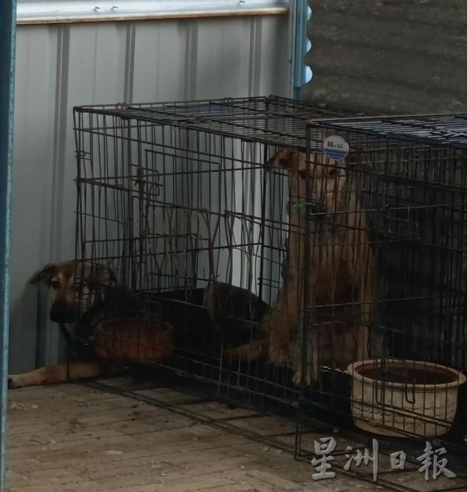 霹：第二版头／中途之家耗5万拆迁 289浪浪赶搬新家