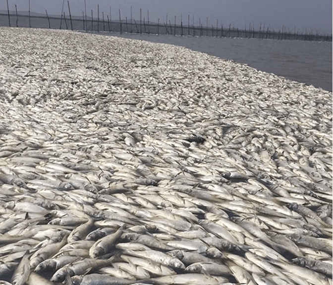 韩渔民叹:福岛核废水害“石班鱼滞销” 100多万尾海上活活热死