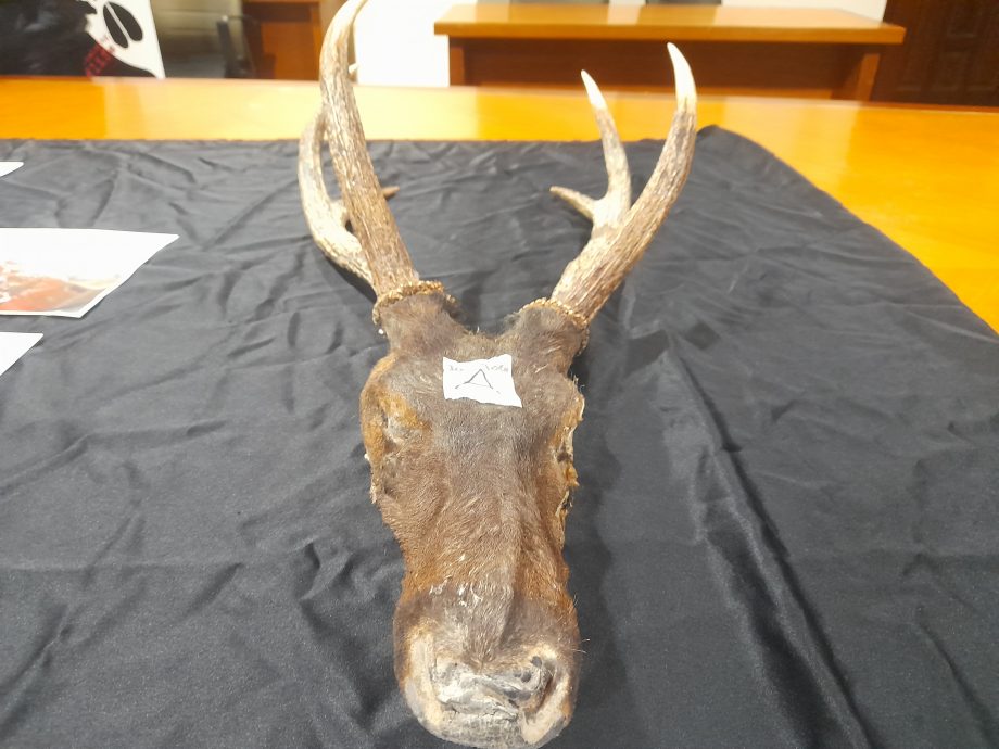 （全国版）森林保护区变“屠场”！Whatsapp销售濒危动物肉类 不法集团6人被捕