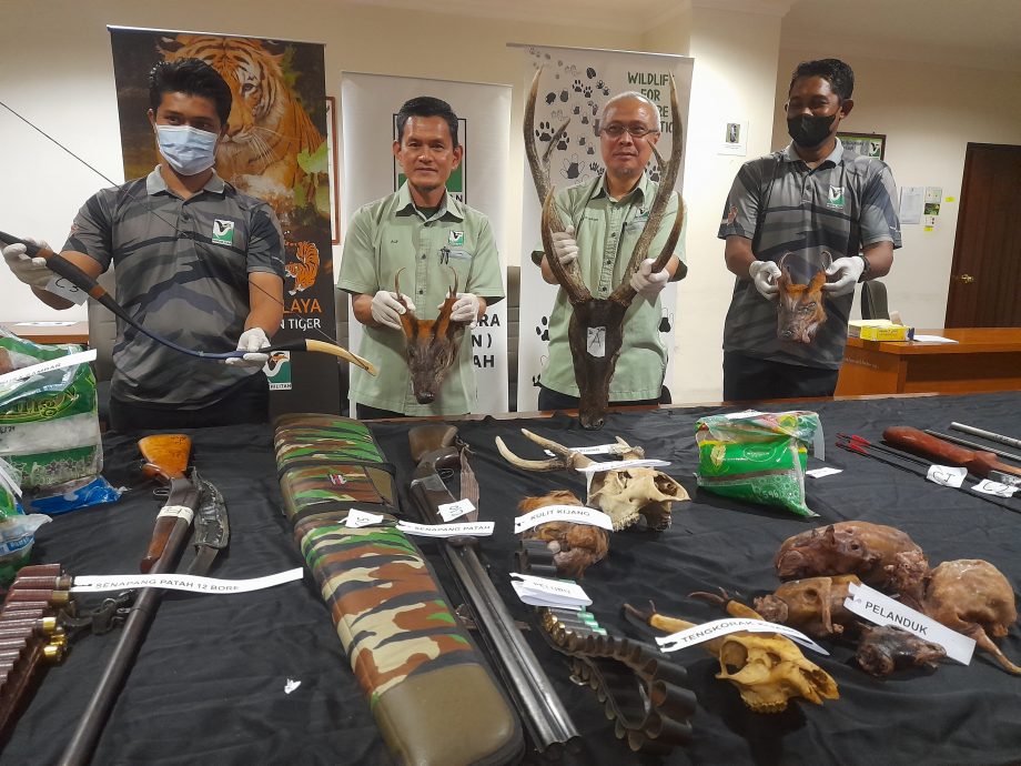 （全国版）森林保护区变“屠场”！Whatsapp销售濒危动物肉类 不法集团6人被捕