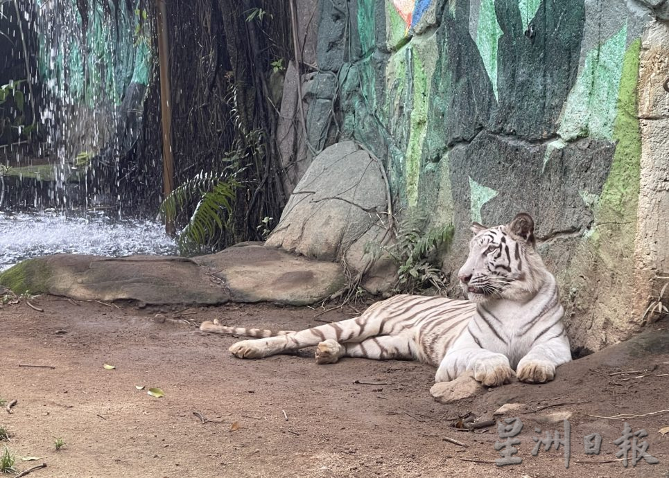 (古城封面主文)莱斯雅欣:甲计划打造野生动物园