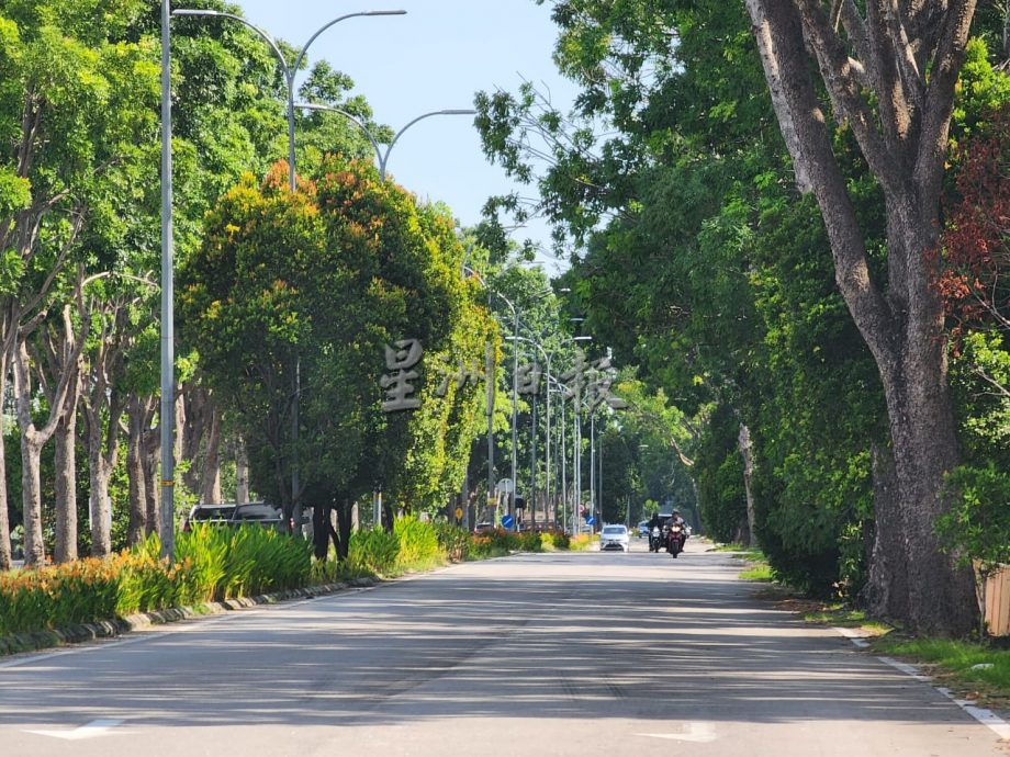 (古城封面副文)多树木未修砍且屡发生树倒,罗舜生指市议会砍树拨款不足盼州政府及国会议员协助
