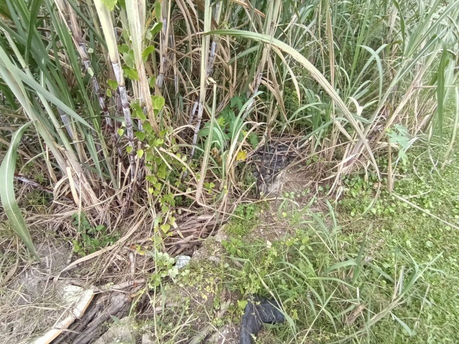 （古城p2）加沙默迪卡35路获批准提升沟渠