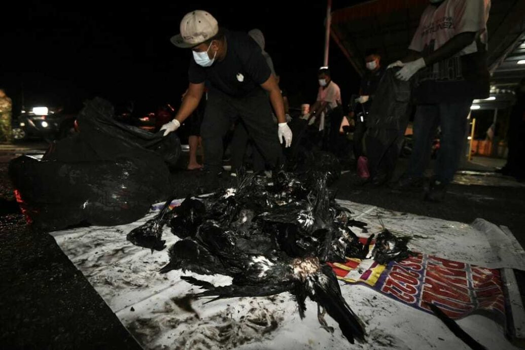 19日展开大型射杀乌鸦行动