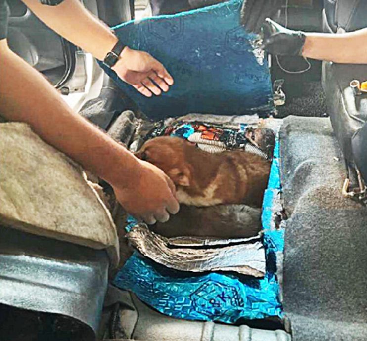 (已签发)柔:狮城二三事:为还债走私4狗2猫 大马男子关卡被捕