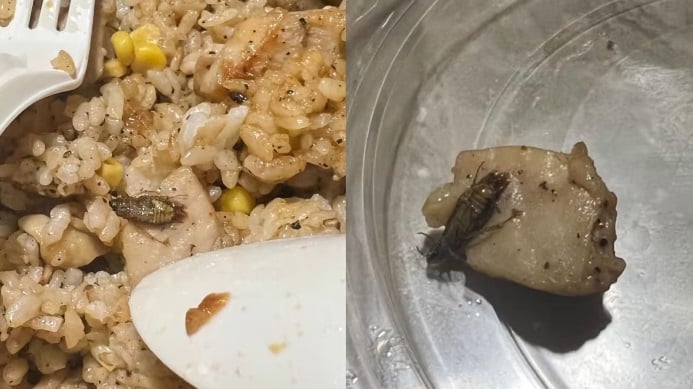 (已签发)柔:狮城二三事:顾客外卖吃出死蟑螂 Pepper Lunch:会进一步调查