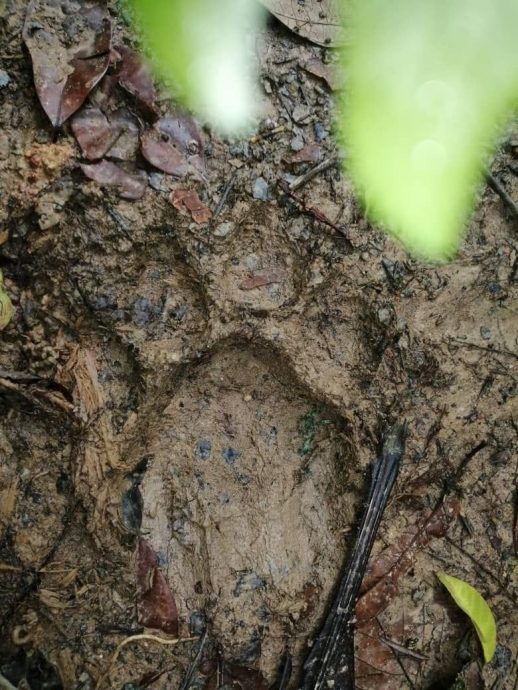 me3版头//大都会:双文丹惊传出现虎踪/7图