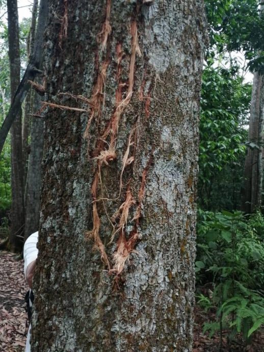 me3版头//大都会:双文丹惊传出现虎踪/7图