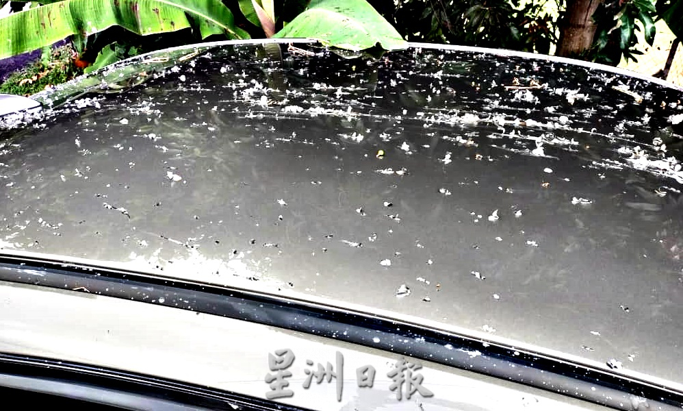 NS淡边/杨丽怡代理人轿车遭泼漆及酸性熔化剂！