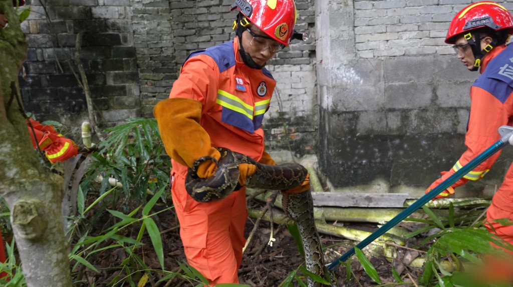 13.5公斤巨蟒出没！偷食鸡鸭被捕“获利回吐”
