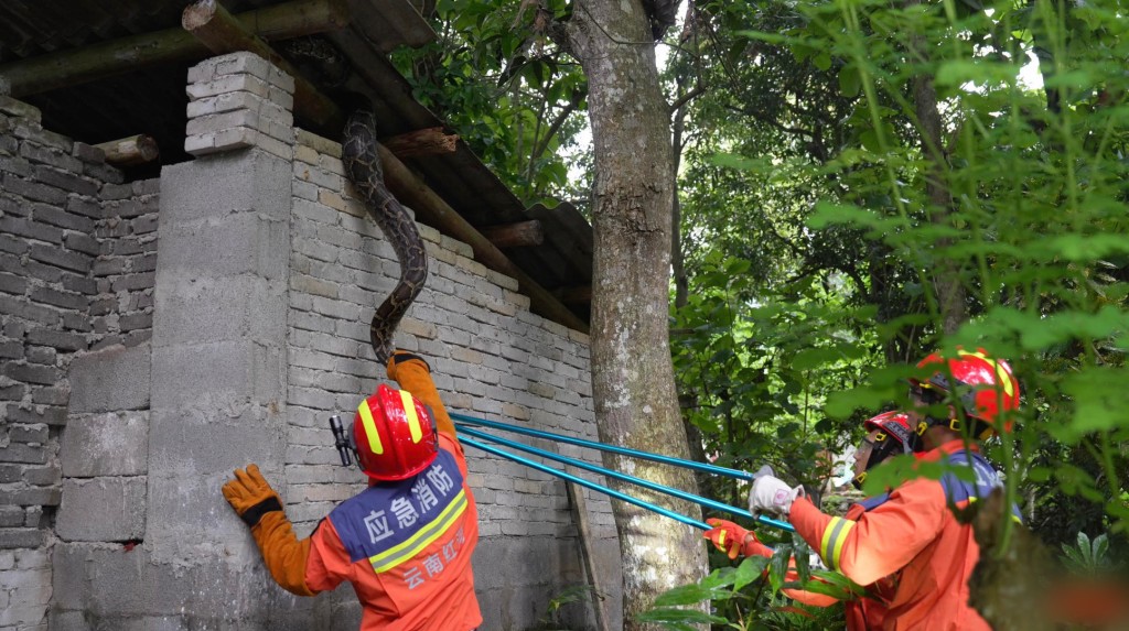 13.5公斤巨蟒出没！偷食鸡鸭被捕“获利回吐”