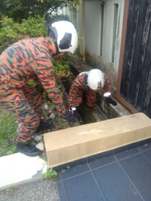 8尺长蟒蛇藏在住家外沟渠·消拯人员受召捕捉