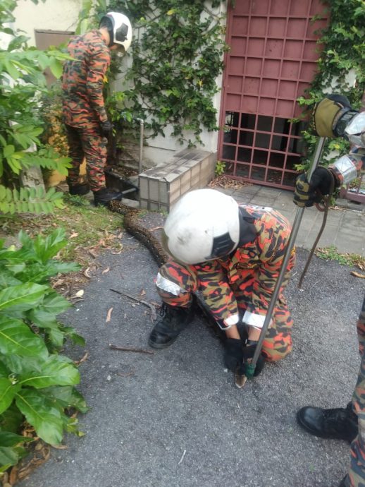 8尺长蟒蛇藏在住家外沟渠·消拯人员受召捕捉