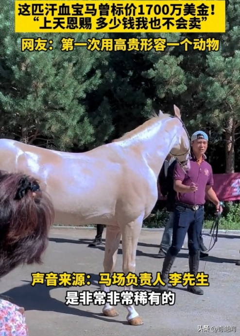 “仙气天马”狂闪钻石光 饲主绝对不卖