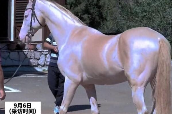 “仙气天马”狂闪钻石光 饲主绝对不卖