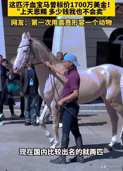 “仙气天马”狂闪钻石光 饲主绝对不卖