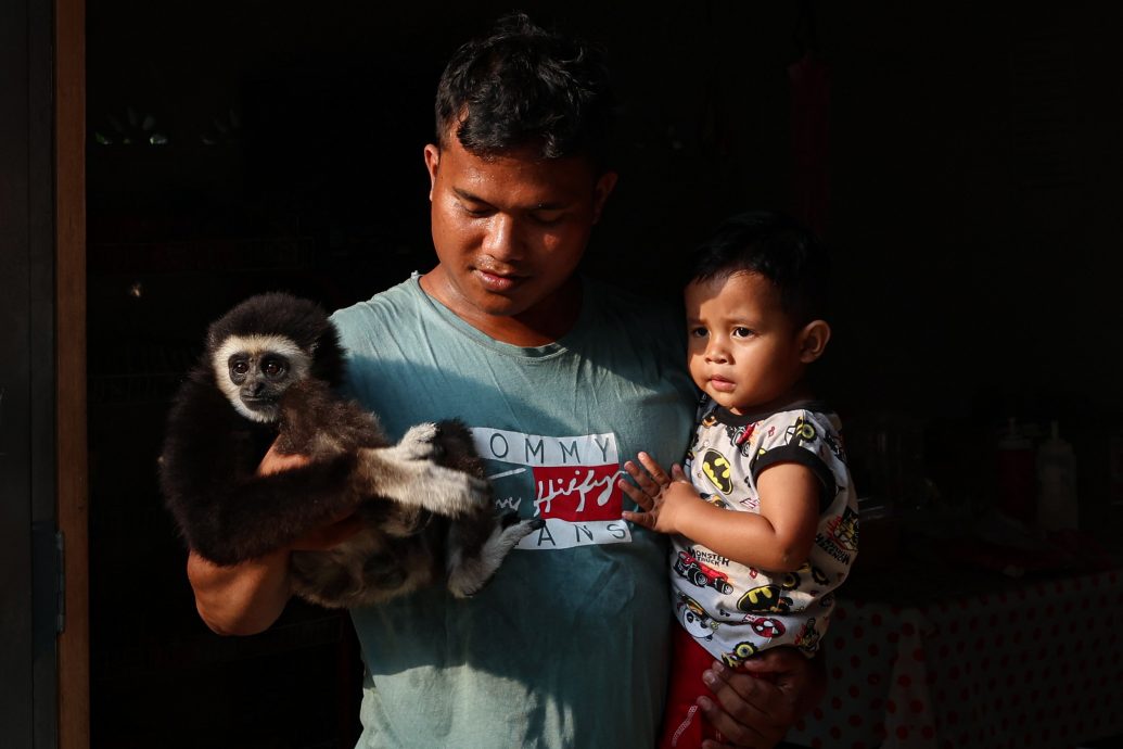 长臂猿天天到访文冬原住民村落讨食物,与村民嬉戏。