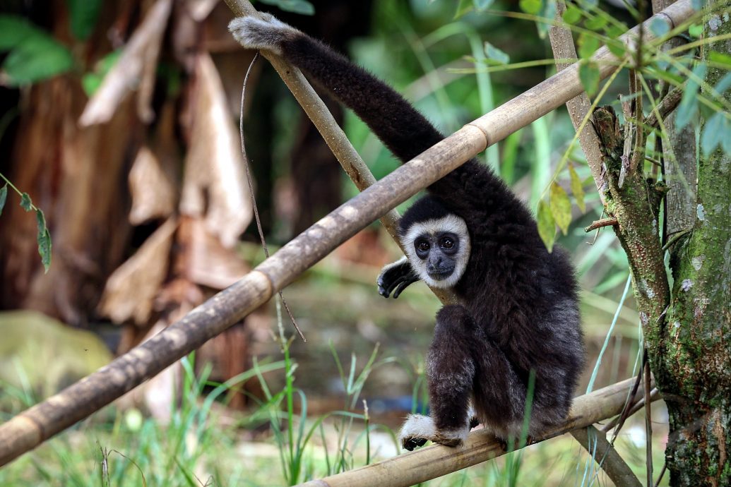 长臂猿天天到访文冬原住民村落讨食物,与村民嬉戏。
