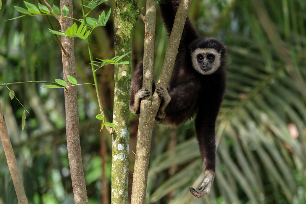 长臂猿天天到访文冬原住民村落讨食物,与村民嬉戏。