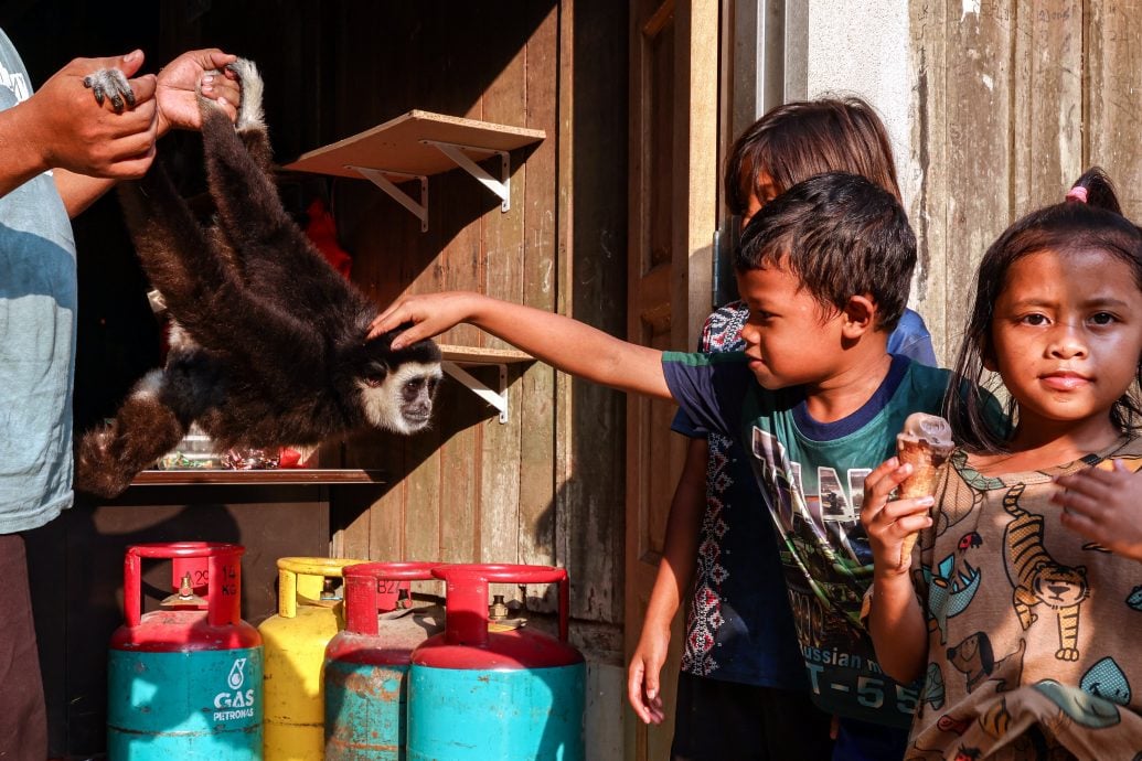 长臂猿天天到访文冬原住民村落讨食物,与村民嬉戏。