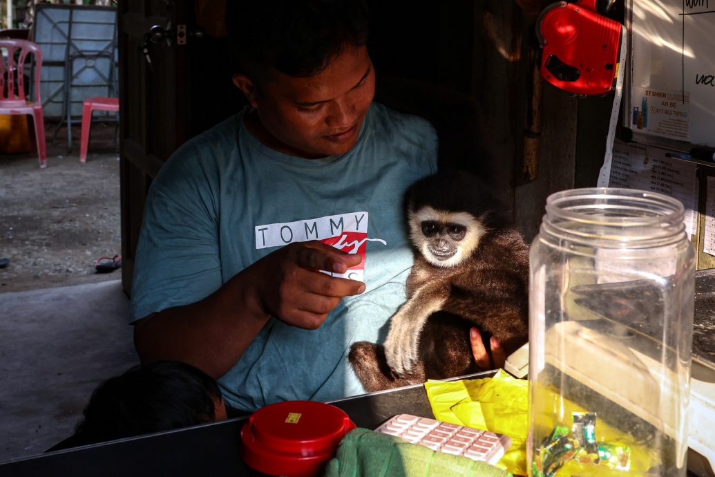 长臂猿天天到访文冬原住民村落讨食物,与村民嬉戏。