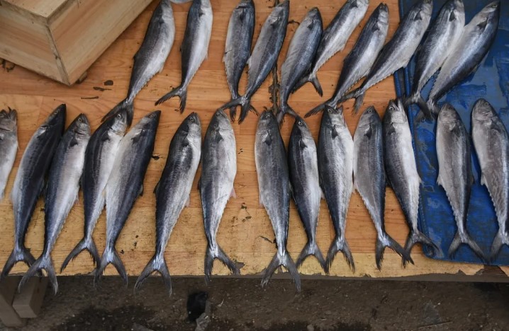 俄或跟随中国步伐 研禁日水产品入口