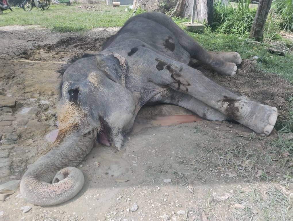 全国：最老86岁雌象因病去世