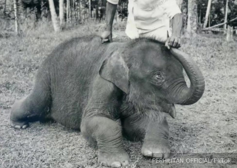 全国：最老86岁雌象因病去世