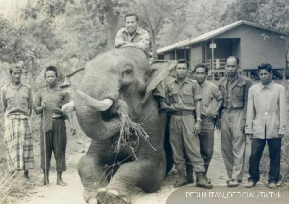 全国：最老86岁雌象因病去世