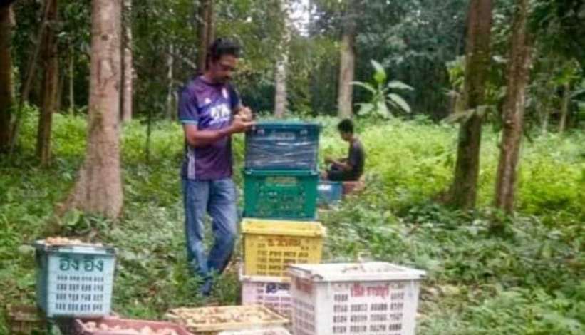 全国:(暖势力)吉兰丹州道北县一名承包商拥有一片小果园,他欢迎任何人到他的果园里采龙贡(Dokong)和杜古冷刹(Duku Langsat),完全不收费。