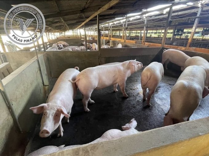 兽医局:大马养猪场无立白病毒威胁