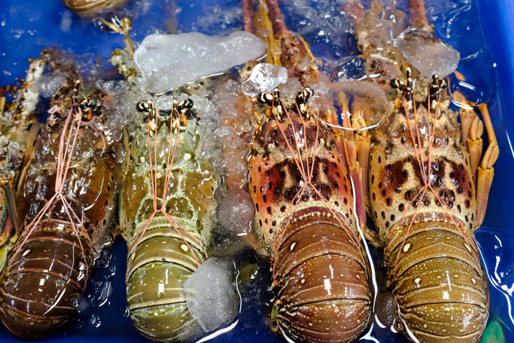 北京突限制进口 6公吨越南龙虾死在中越边境