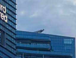 大楼楼顶惊现哥吉拉孔雀 网猜“喝到核废水变异了”!真实身份曝