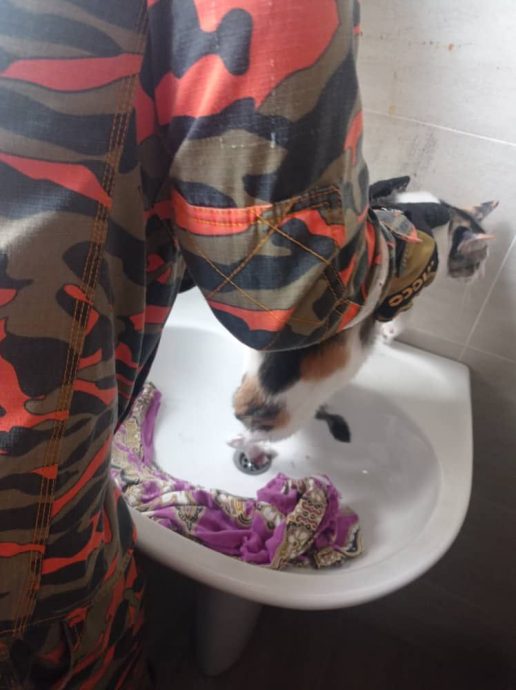 大都会:猫脚卡孔/2图