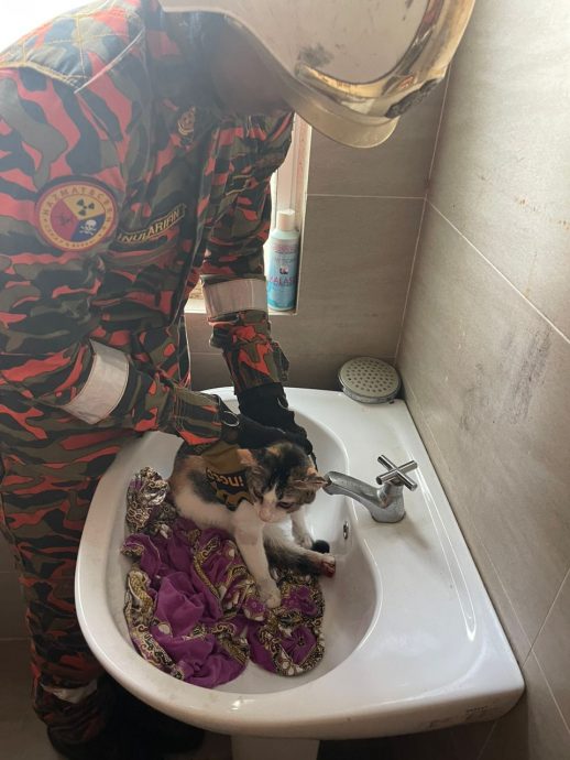 大都会:猫脚卡孔/2图