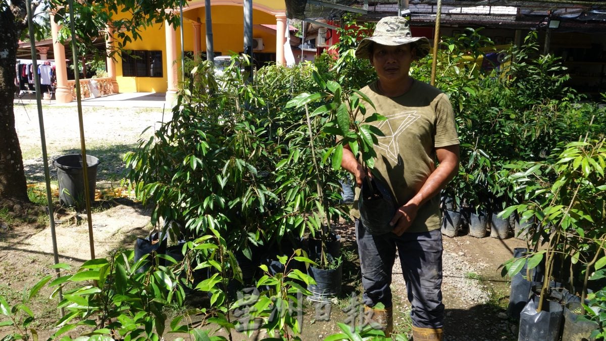 它的诞生:促进果树生长 减少病虫害 嘉玛花三年研究营养土