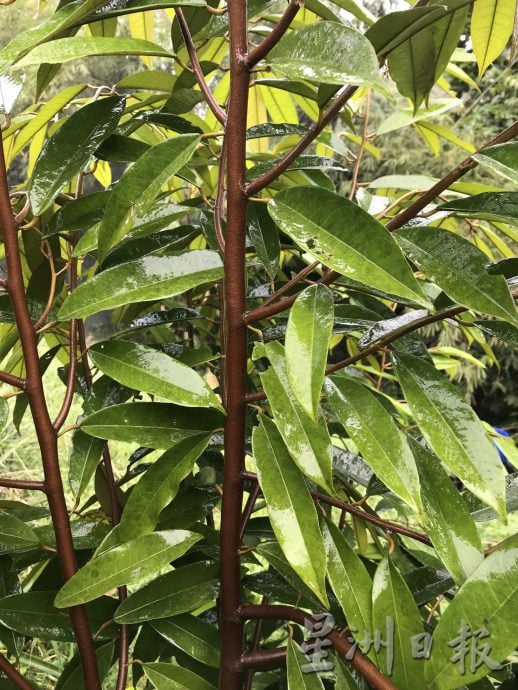 它的诞生：促进果树生长 减少病虫害 嘉玛花三年研究营养土