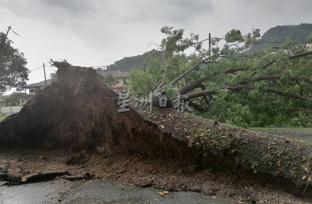 巴占丽皇城遭暴风雨侵袭 逾10屋顶车棚遭刮走大树倒