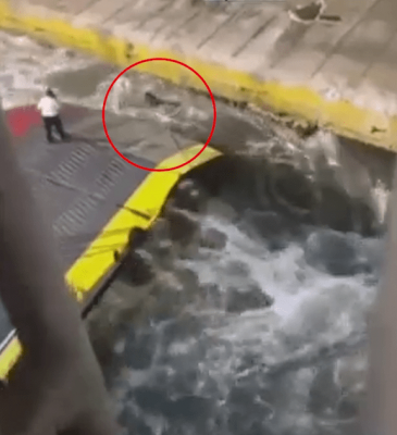 希腊乘客硬闯登渡轮被船员推落海 惨遭螺旋桨卷入水浸死