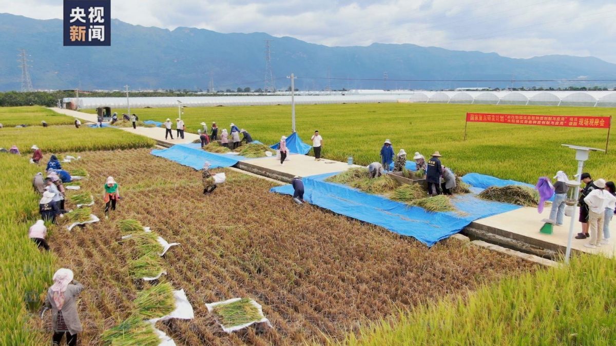 平均亩产1186公斤 袁隆平超级杂交水稻产量创新高
