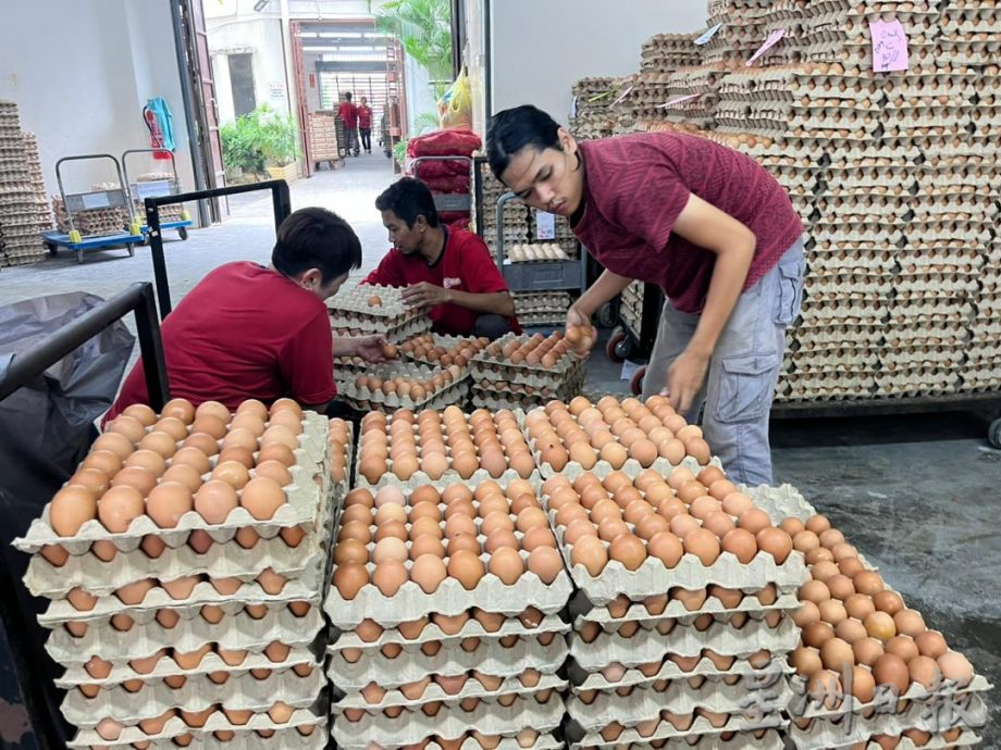 或持续至年杪 鸡蛋再次短缺 