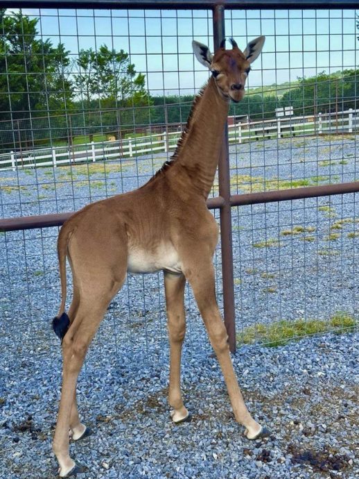 拼盘  美国无网纹长颈鹿诞生 票选新名字“独特”