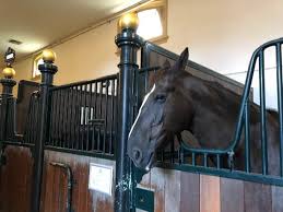 日本马术俱乐部“马厩起火”!8马1狗全烧死 连传爆炸巨响