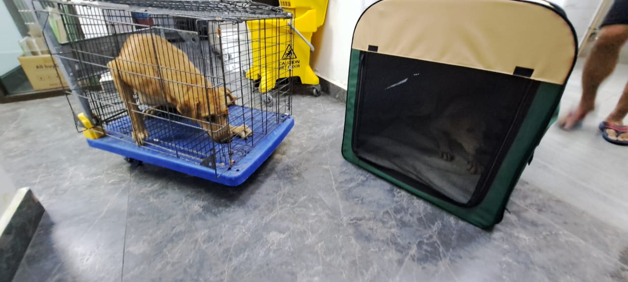 财哥的狗,众生缘接手领养