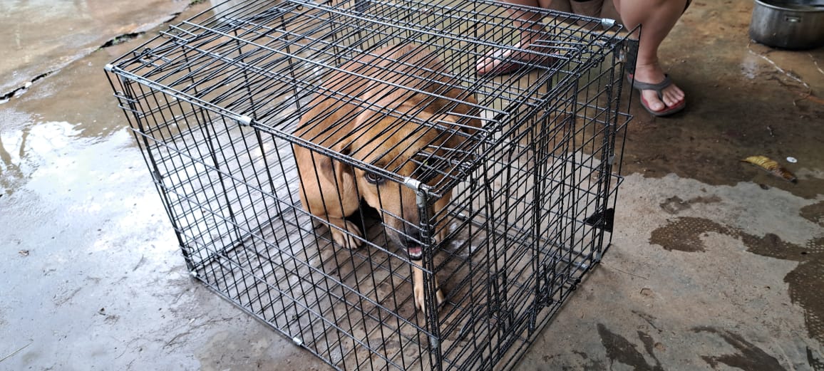 暖势力:财哥的狗,众生缘接手领养,有配图