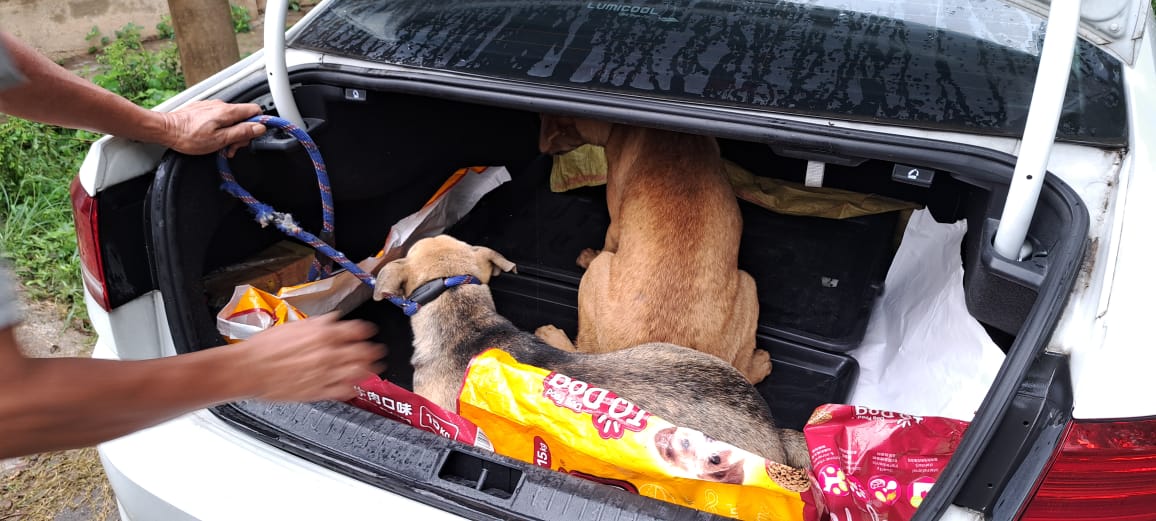 财哥的狗,众生缘接手领养