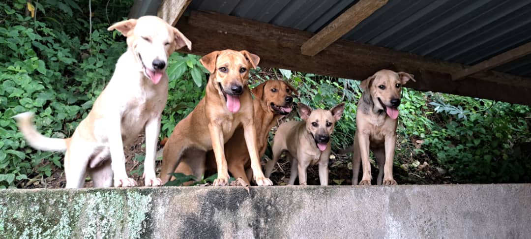 财哥的狗,众生缘接手领养,有配图