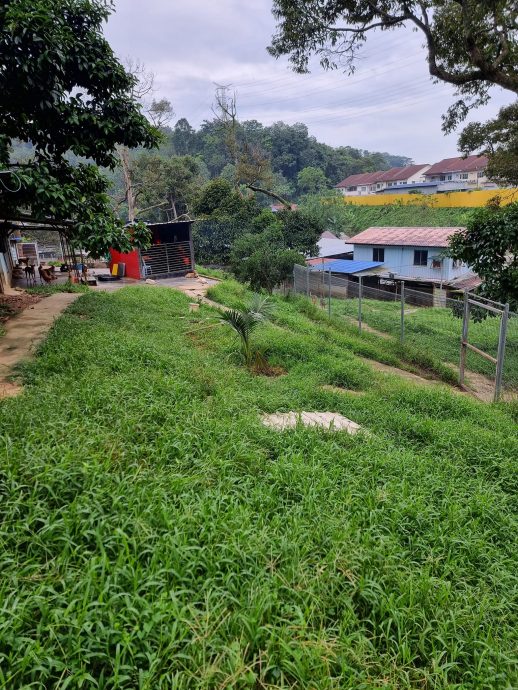 财哥的狗,众生缘接手领养,有配图